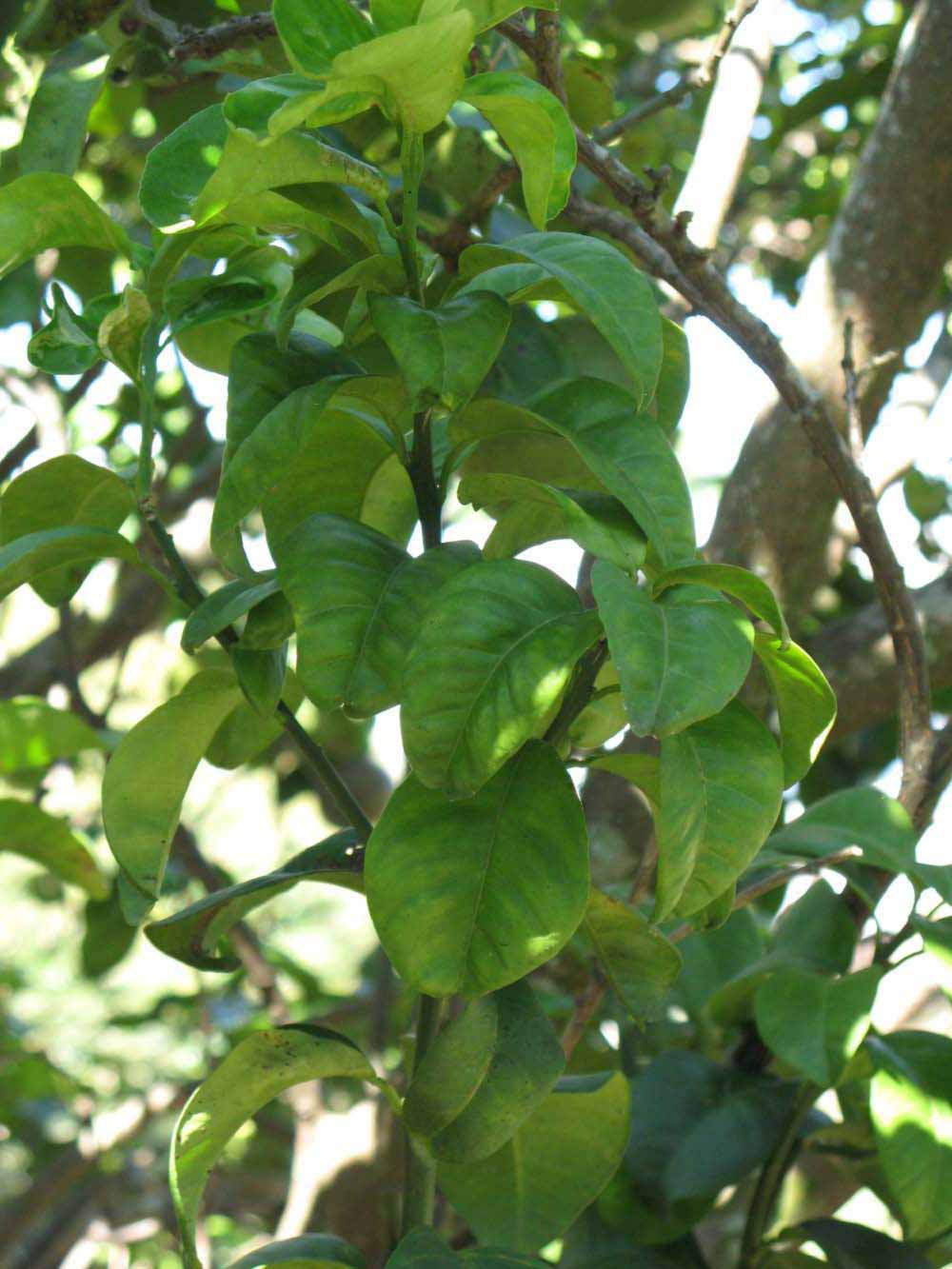              Shade leaves (Bouquet de Fleurs, Winter Haven, FL)       